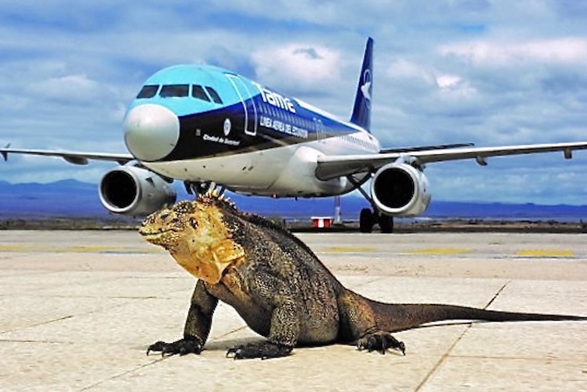 Conheça o ecológico Aeroporto Seymour Baltra, o mais movimentado das Ilhas Galápagos